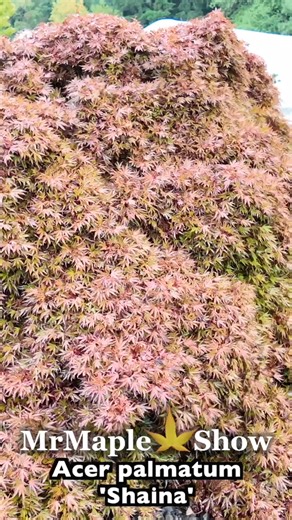 Acer palmatum 'Shaina' 🍁🔥🔥🔥🔥 | MrMaple Show & Podcast