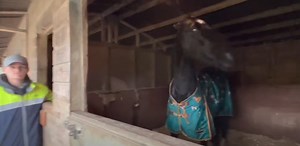 223K views · 4.8K reactions | Please stop my horse from attacking me! Huge aggressive abused horse attacks people! Steve needs toto do something and fast before he seriously hurts someone. | Steve Young horsemanship | Facebook