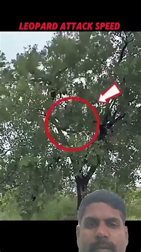 🐯Leopard Leaps Up a Tree Then the Fight Starts😱#trending #animals #wildlife#leopard #ytshorts#short