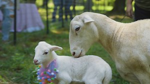 752K views · 4.5K reactions | This sheep just had a baby boy, and he's beyond adorable  Their rescuers are so excited to throw them a baby shower and reveal his name! | Party Animals | Facebook