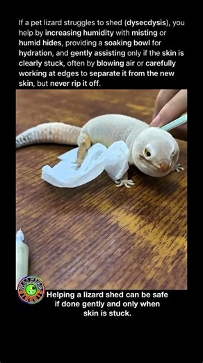 How to Help a Lizard Shed Stuck Skin Without Causing Pain Infection or Permanent Damage 🦎