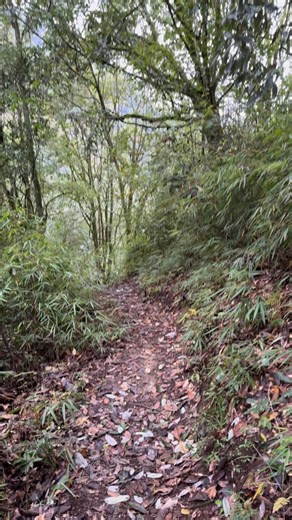 🇨🇳 Bienvenue dans la réserve naturelle de Guanbagou, dorénavant intégrée dans le parc national du #panda géant. Il s’agit d’une aire de conservation communautaire, c’est-à-dire une aire établie, gérée et protégée par un groupe ou des individus, en l’occurrence les communautés locales du village de Guanbacun et une ONG, ici Sanshui. Pour en savoir davantage sur cette réserve ⤵️⤵️ https://www.panda.fr/reserve-naturelle-de-guanbagou-sichuan.html 🎥 ©️ Jérôme POUILLE / 28 octobre 2025 | Panda.fr