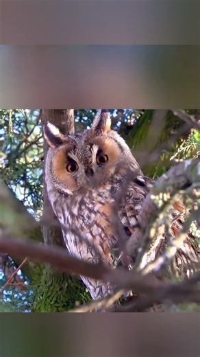 Hawk vs Owl - Attacked Day and Night, Paid the Price #nature #animals
