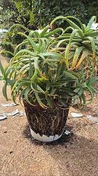 my aloe arborescens needs to go in the ground.