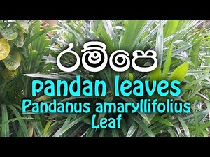Rampe - pandan leaves - Leaf - Pandanus amaryllifolius