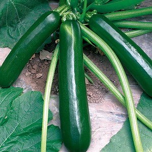 [Hot Item] Dark Green Squash Seeds Zucchini Seeds Vegetable Seed