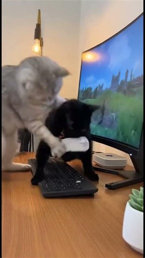 Cats vs Computer Mouse 😹🖱️