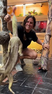 1.8M views · 11K reactions | This Monitor Lizard can jump with his tail勞 . . . #beautiful #small #animals #monitor #lizard #tail #cute #wow #wildlife #fbpost #animal #reels #fbreelsvideo #reels #fbreels #animallovers #life #fun #wild #AmaZing #video #moment #facebook #fb #post #reelsfb | The Reptile Zoo | Facebook