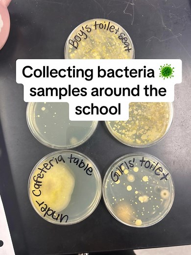 Exciting Bacteria Lab Ideas at School