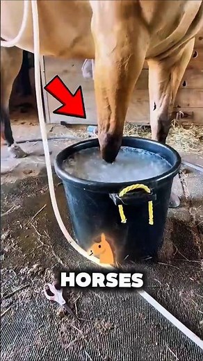 Why Are Horses Legs Placed In Ice Water #horse #shorts