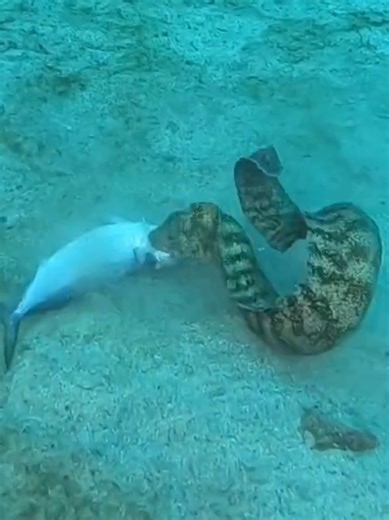 #creatorsearchinsights #underwater #millionviews #morayeel #mood