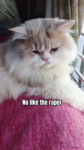 i like Eminem😺#cat #viral #funny #youtubeshorts #like #subscribe #shorts #foryou #fyp #cute