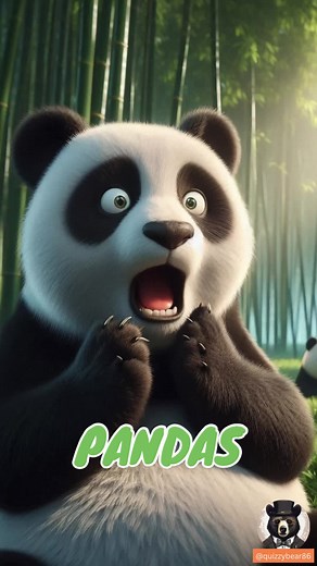 Panda Quiz. Test your knowledge on Panda Bears. How many can you get correct? #quiz #trivia #quizzybear86 #generalknowledge #quiztime #quizchallenge #triviachallenge #triviagame #triviatime #quiztiktok #quizgame #triviatiktok #letsgetquizzickle #multiplechoicechallenge #multiplechoice #multiplechoicequestions #multiplechoicequiz #brainteaser #learn #learnwithtiktok #knowledge #knowledgeispower #knowledgesharing #tiktoktrivia #tiktokquiz #tiktoktriviachallenge #tiktoktrivia #tiktokquiz #tiktoktri