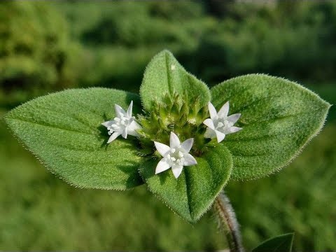 Series 2, Lesson 42: Mexican Clover