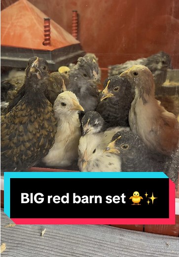 Setting up my big red barn set! This includes everything needed to raise chicks. 🐥✨ #chickensoftiktok #homestead #farmlife #chicks #babies #fyp #LiveOutlandish
