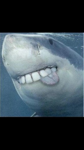 Funny Shark Memes and Videos Compilation