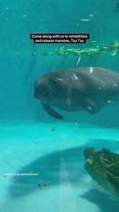 32K views · 669 reactions | Follow along on manatee Tay Tay's journey from stranding, rescue, rehab, and finally, release!  All thanks to the help of our friends at Manatee Rescue & Rehabilitation Partnership, ZooTampa at Lowry Park, & Manatee Viewing Center. All manatee activities conducted under USFWS Permit MAPER0034017 | Georgia Aquarium | Facebook