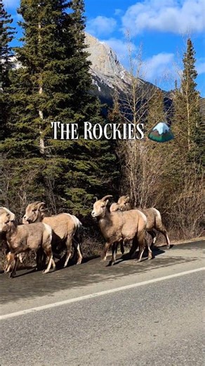 Alberta Wildlife #canada #fyp #explorepage #wildlife #alberta #mountains #rockymoutain #jasper