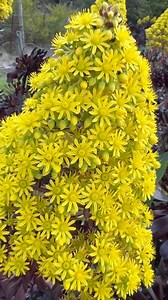 1.5K reactions · 100 shares | I Aeonium arboreum var. atropurpureum...