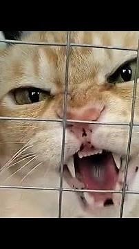 Very angry cat hissing compilation #7