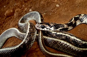 Indian egg eating snake - Alchetron, the free social encyclopedia