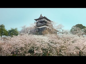 Castle floating in cherry blossoms /Maruoka Castle in Japan/See the Full cherry blossoms in 2022