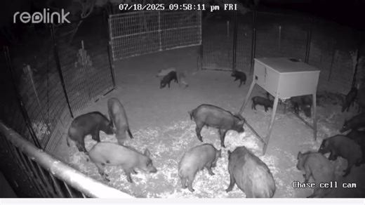 14K views · 156 reactions | Think a dog kennel can't catch hogs? Think again! Watch as 18 wild hogs get caught using this creative trapping method that actually works. #WildHogTrapping #DIYHogTrap #FarmSolutions | Ellen Roman | Facebook
