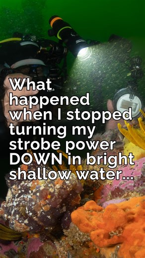Kate Jonker | Underwater Photography | Photo Coach on Instagram: "📸 Please stop turning your strobe power down in bright shallow water! Pause, and do this instead (you will thank me later).... Shallow water doesn't mean less strobe power. It means MORE. When I first started taking underwater photos in bright, shallow water, I couldn't understand why my pictures looked blue and had no colour to them, even though I was using strobes. Here's the mistake I was making: I kept thinking to myself "It'
