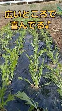 チンゲン菜と水菜、広いところに定植します！ #農業 #現代農業 #家庭菜園 #さくらふぁーむ #再生栽培 #野菜 #ファーム生活 #大多喜町 #チンゲン菜#ミズナ