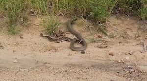 38K views · 263 reactions | This video of a Snouted Cobra (Naja annulifera) killing a Puff Adder (Bitis arietans arietans) is doing the rounds on social media. Cobras, especially the Snouted Cobra and Cape Cobra (Naja nivea) are well known for eating Puff Adders and often get bitten in the process. They appear to be immune against the venom of other snakes and appear to suffer no ill effects after such bites. Source unknown. | African Snakebite Institute | Facebook