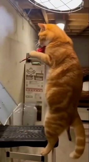 The Best Sora Clips of the Week 🔥 (Must Watch!)