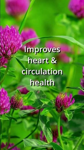 The Top Health Benefits of Red Clover in 15 Seconds #herbs #plants #plantmedicines #herbology