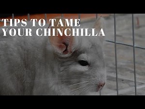Tips on how to tame a chinchilla