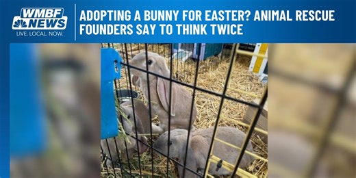 Adopting a bunny for easter? Animal rescue founders say to think twice