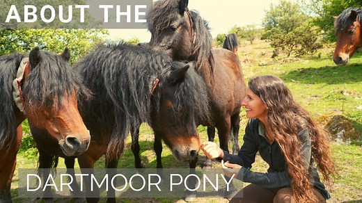 Discover the rare Dartmoor Pony in this video about the breed! Special Thanks to: Shilstone Rocks - Dartmoor Riding, Shilstone Rocks Dartmoor Pony Stud - New Zealand, The Dartmoor Pony Society & Dartmoor Pony Heritage Trust. | Discoverthehorse