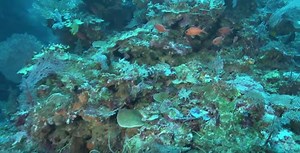 Work by our own Hudson Pinheiro shows that deep reefs can actually act as a refuge for threatened fish—if those reefs are protected from human impacts. | California Academy of Sciences