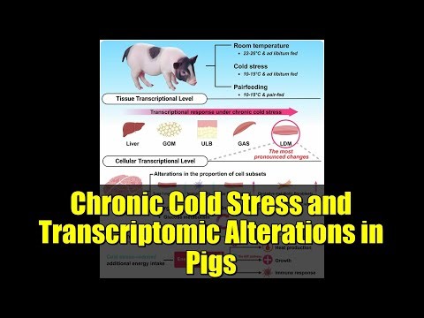 Chronic Cold Stress and Transcriptomic Alterations in Pigs