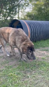 18/5/24 Day 139/365 A busy day trying out a new secure field! The dogs love exploring new places to run around and play in! Lani had the most wonderful time running around with all of her friends! We're so proud of how far she has come💜🐾 We can't wait to see her sister, Lady Lorelei, enjoy the field when she's ready💜🐾 | High Hopes Dog Rescue