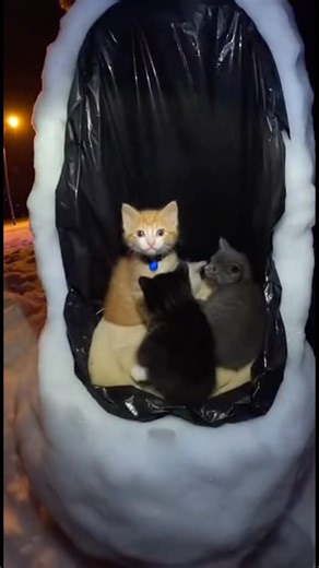 Omg kittens are hidden in the snowman 😱 ⛄️ #funny #cat #catlovers