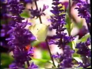 CFTO-TV Ch.9 Toronto ON Signoff from 1991