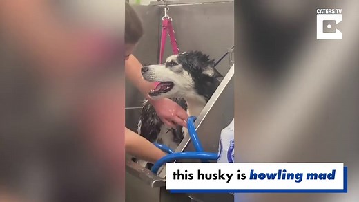This husky hates baths