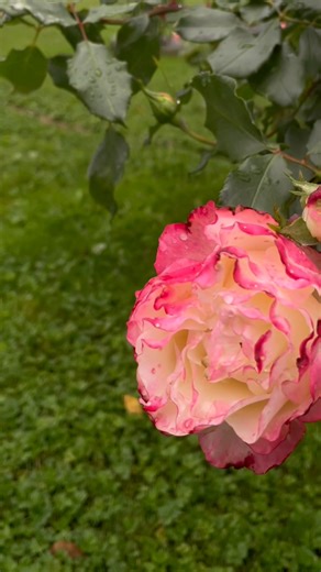 The flexible canes of the ‘Delany Sisters’ are arching, heavily laden with blooms even at this time of year. This mesmerizing grandiflora, pale chartreuse centres fading to cream, and then darkening to bright pink on the edges, has a gentile formality that perseveres through the light sprinkling of rain that intensifies their fragrance. | Fraser Valley Rose Farm