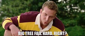 Big tree fall hard, right?