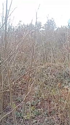 Hunting fail | FailArmy