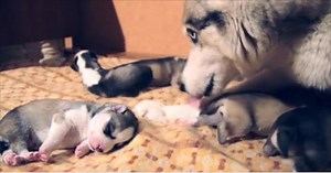 Newborn Husky Puppies Take Their First Steps And First Howls
