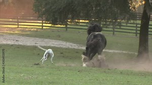 Gypsy Vanner Horse stallion Caymus running liberty unbridled