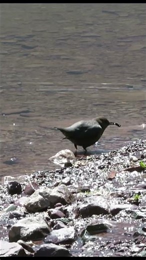 American Dipper Bird Dancing at Avalanche Lake! #havefuninnature #shorts #glaciernationalpark