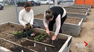 Turning a community garden into an urban farm
