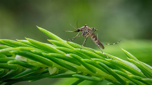 8 Mosquito-Repelling Plants to Keep Your Yard Pest-Free