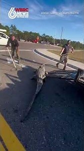 Alligator wrangled in FL